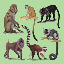 Set With Different Primates, Monkeys Animals Collection. Macaque Lemur Japanese Long-tailed Macaque Maned Mangabey Or Black Macaque, Mandrill. Vector Illustration. Isolated