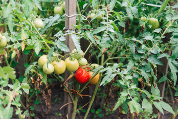 Poster - Bunch of red and green tomatoes on a plant during ripening. Outdoors.