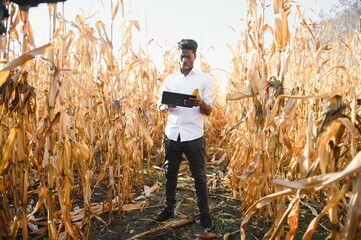 Wall Mural - Agronomist in the corn field and examining crops before harvesting. Agribusiness concept. Brazilian farm.