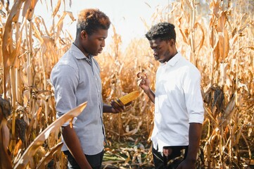 Wall Mural - Two African farmers in corn field.