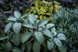 Sage cultivar Culinaria (Salvia officinalis 'Culinaria') with dew drops