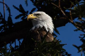 Poster - Close-up of a bald eagle , seen in the wild in  North California