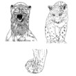 Set of live tiger and leopard in different view roaring and growling. Drawing of live and made of stone muzzle. Animals of Asia, Chinese lunar New Year symbol. Vector.