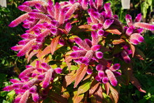 Pink Spikes Of Celosia Flowers In Bloom In The Fall
