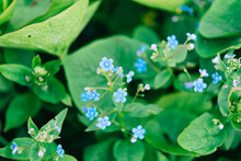 Blue Flowers Brunera. Brunner's Blue Flowering Perennial Groundcover.	