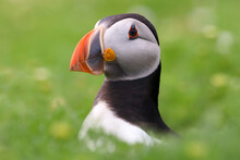 Atlantic Puffin Or Common Puffin