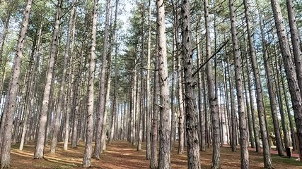 Wall Mural - Beautiful scene of pine forest autumn landscape at morning 