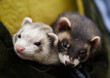 Animal friends. Two ferrets together in the ferret bag. Black sable and blaze ferrets in the couple.