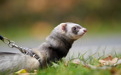 Wall Mural - Ferret on the walk in the autumn park with the breeder. 