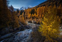 Morning Light On The Forests During The Autumn Season, Swiss Alps, Graubunden, Switzerland