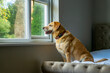 Tęskniący pies, patrzy przez okno, czeka na powrót właściciela, portret.