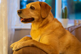 Fototapeta Zwierzęta - Pies rasy labrador leży na dużym fotelu i odpoczywa.