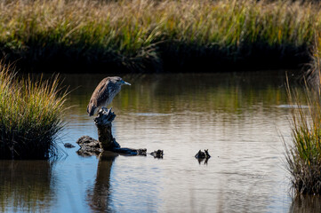 Wall Mural - Juvenile Black-crowned Night Heron