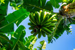 Zielone, dojrzewające banany na drzewie ujęcie z dołu, piękny słoneczny dzień, niebieskie niebo.