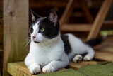 Fototapeta Zwierzęta - Białoczarny kot, leży i obserwuje coś w oddali, zbliżenie.