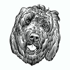 Wall Mural - Vintage hand drawn sketch labradoodle head