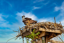 Osprey In A Nest Protecting Her Young