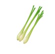 Thai isolated raw lemongrass spice vegetable or lemon grass citronella, vector. Farm market food, cooking seasoning or condiment, natural vegetable or organic veggie for salads