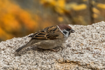 Sticker - sparrow on the ground