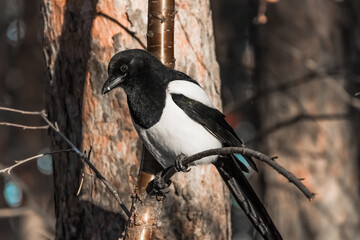 Sticker - crow on a fence