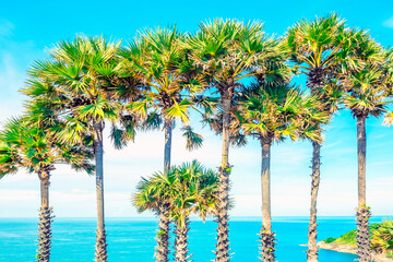 Wall Mural - Palm trees on the tropical beach