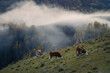 Three cows grazing on a hill with beautiful fog behind