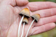 Hallucinogenic mushrooms lie in the palm of a person.