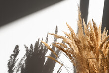 Close-up Of Dry Pampas Grass In An Interior With Shadows And Sunlight. Minimalistic, Trendy Composition, Abstract Background.