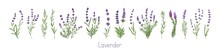 Lavenders, Provence Flowers Set. French Floral Herbs With Purple And Violet Blooms. Colored Botanical Collection Of Wild Field Lavandula Drawings. Vector Illustration Isolated On White Background