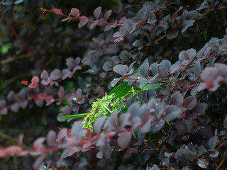 barberry bush in the garden after rain