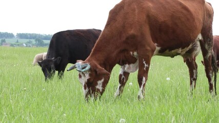 Canvas Print - Farm animals graze in the pasture and eat fresh grass. Close-up of cows goats and rams