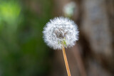 Fototapeta Dmuchawce - Dandelion seeds in the morning sunlight blowing away across a fresh green background