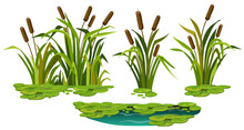Marsh Reed, Grass. Set Of Swamp Cattails, Water Lily In Water. Vector Bulrush For Computer Games Isolated On White Background.