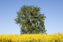 Yellow Flowers Of Rapeseed Field Blue Sky