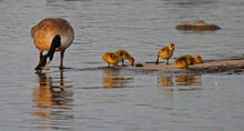 Canada Goose On A Beach With Goslings