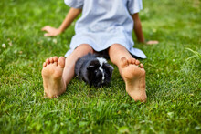A Little Girl Play With Black Guinea Pig Sitting Outdoors In Summer, Pet Calico Guinea Pig Grazes In The Grass Of His Owner's Backyard, Love Pets