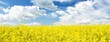 Blooming rapeseed field. Clear blue sky with glowing clouds. Cloudscape. Rural scene. Agriculture, biotechnology, fuel, food industry, alternative energy, environmental conservation. Panoramic view