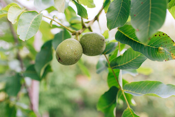 Canvas Print - walnut tree, green leaves against the sky. Floral green background.	