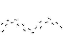 Realistic Black Ants Trail. Insects Marching In A Wavy Line.