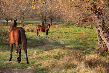 Horses graze freely on a green lawn in autumn in the Crimean countryside