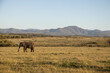 Elefant an der Garden Route in Südafrika
