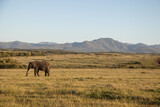 Fototapeta Sawanna - Elefant an der Garden Route in Südafrika