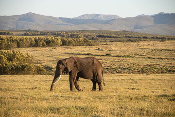 Elefant im Gondwana Game Reserve bei Mossel Bay in Südafrika