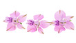 © ksena32 - pink wild delphinium flowers isolated