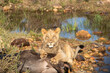 Löwe mit Gnu in Südafrika