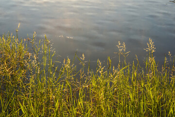 Wall Mural - grass on the lake