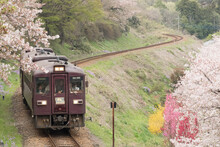 桜とわたらせ渓谷鐵道