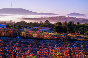 Wall Mural - sunrise over the lake