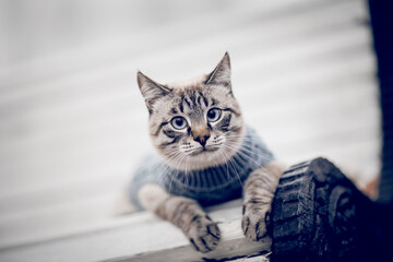 Wall Mural - Portrait of a Thai cat in a sweater on a park bench.