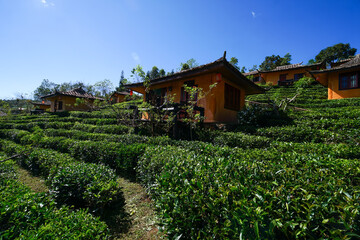 Wall Mural - chinese temple in the garden